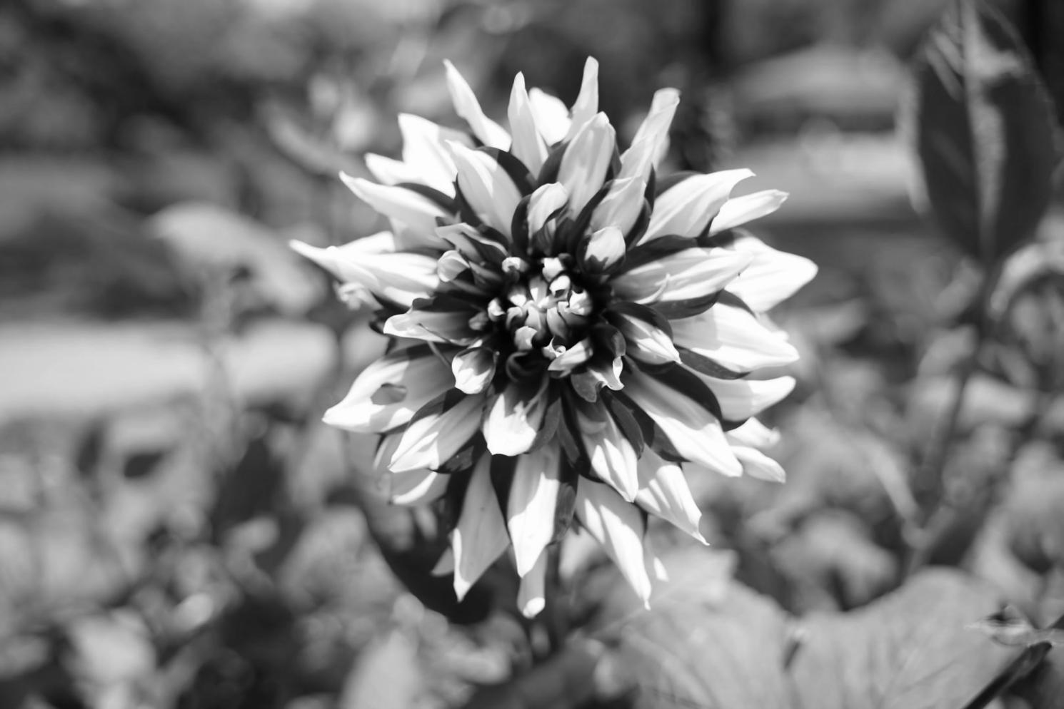 Environnement d'apprentissage de la floristerie orientale avec matériaux authentiques