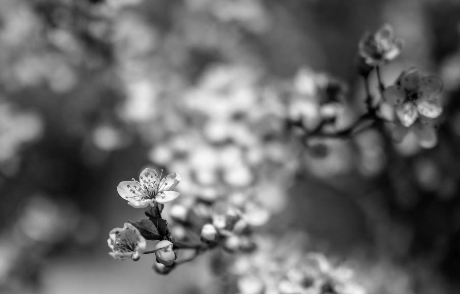 Atelier de composition florale orientale avec arrangements floraux traditionnels